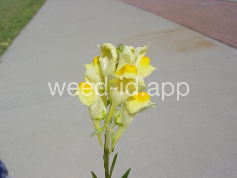 toadflax, yellow